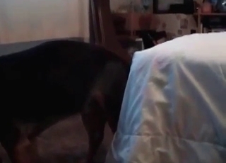 Blonde sucks a hairy doggy