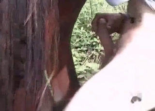 Horse enjoys my horny sausage
