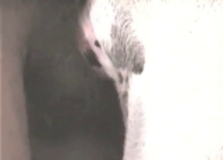 Farm animal fucked in the anus