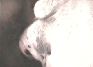 Farm animal fucked in the anus