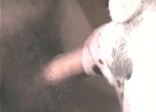 Farm animal fucked in the anus