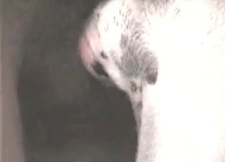 Farm animal fucked in the anus