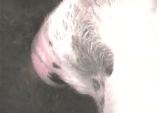 Farm animal fucked in the anus