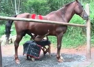 Horse pounding cunt
