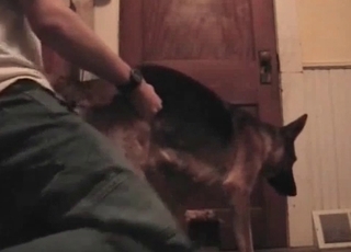 Pooch pounded in the ass