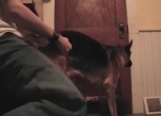 Pooch pounded in the ass