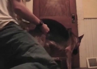 Pooch pounded in the ass