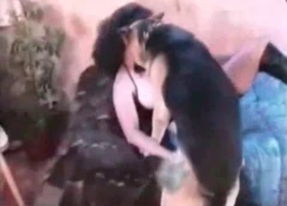 Dog licking juicy pussy
