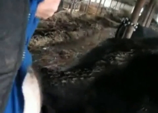 Farmer fucks his black horse