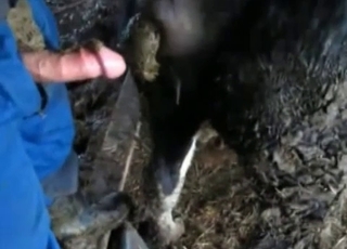 Farmer fucks his black horse