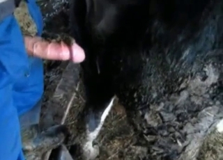 Farmer fucks his black horse
