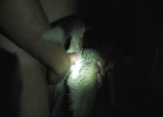 Tyke fucked with a dick