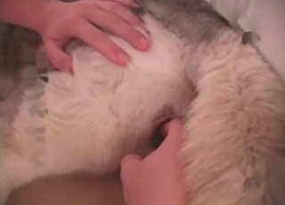 Husky is licking his balls