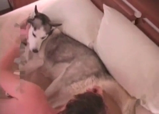 Husky is licking his balls