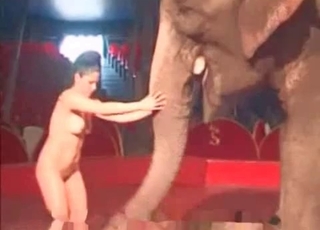 Elephant and hot naked stripper