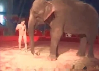 Elephant and hot naked stripper