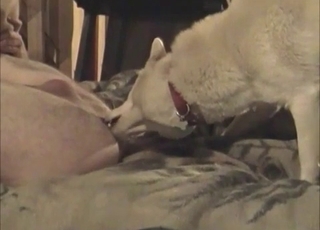 Doggy is licking a dirty whore
