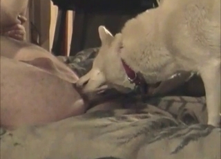 Doggy is licking a dirty whore
