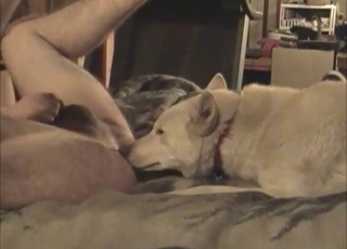 Doggy is licking a dirty whore