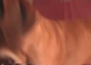 Dog is slowly licking her muff