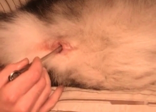 Dogs ass hole fingered
