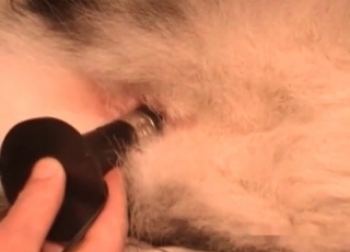 Dogs ass hole fingered