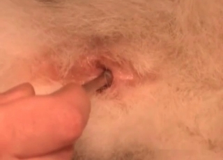 Dogs ass hole fingered