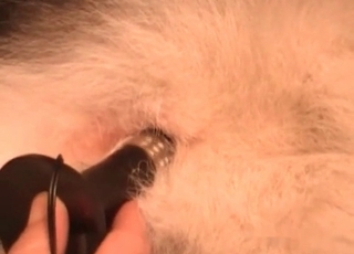 Dogs ass hole fingered