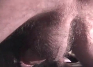 Dog does anal in the bedroom