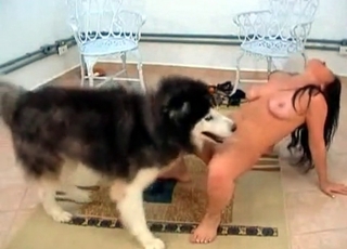 Husky fucks in the doggy style