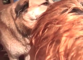 Mature lady and a dog