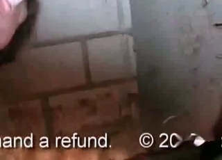 Enormous stallions cock