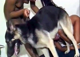 Trained dog and two zoophiles