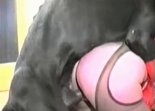 Chick fucked by a black dog