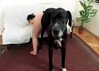 Zoo sex with a chubby babe
