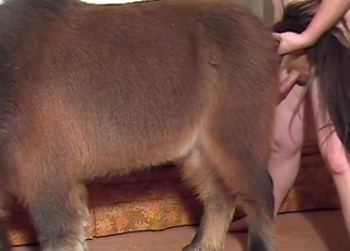 Zoo porn with a brown pony