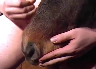 Zoo porn with a brown pony