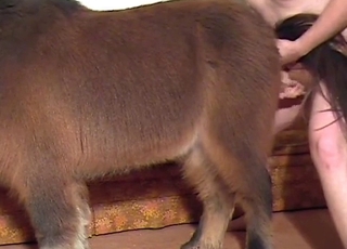 Zoo porn with a brown pony