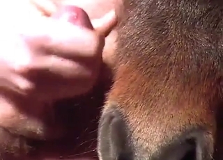 Zoo porn with a brown pony