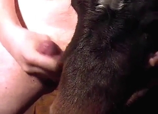 Zoo porn with a brown pony