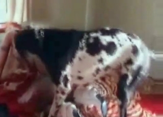 Blondie nailed by a cur