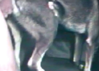 Zoo sex with a horny doggy