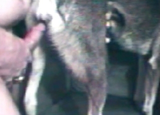 Zoo sex with a horny doggy