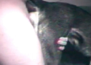 Zoo sex with a horny doggy