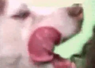 Kinky Asian slut loves her dog