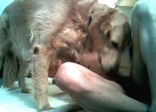 Blowjob by a hungry sexy doggy