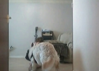 Babe enjoying dogs dick