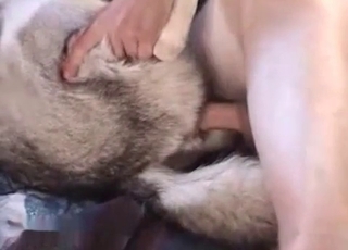Husky gets fucked in the ass