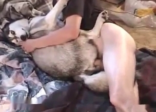 Husky gets fucked in the ass