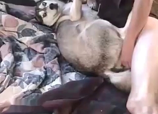Husky gets fucked in the ass